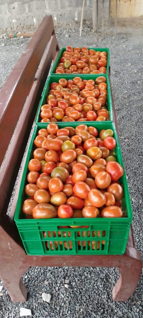 Tomato farming in kenya