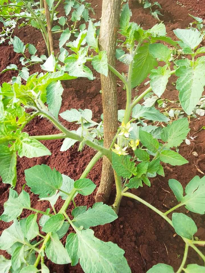 Tomato farming in kenya