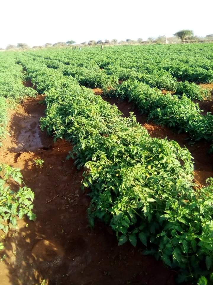 Tomato farming in kenya