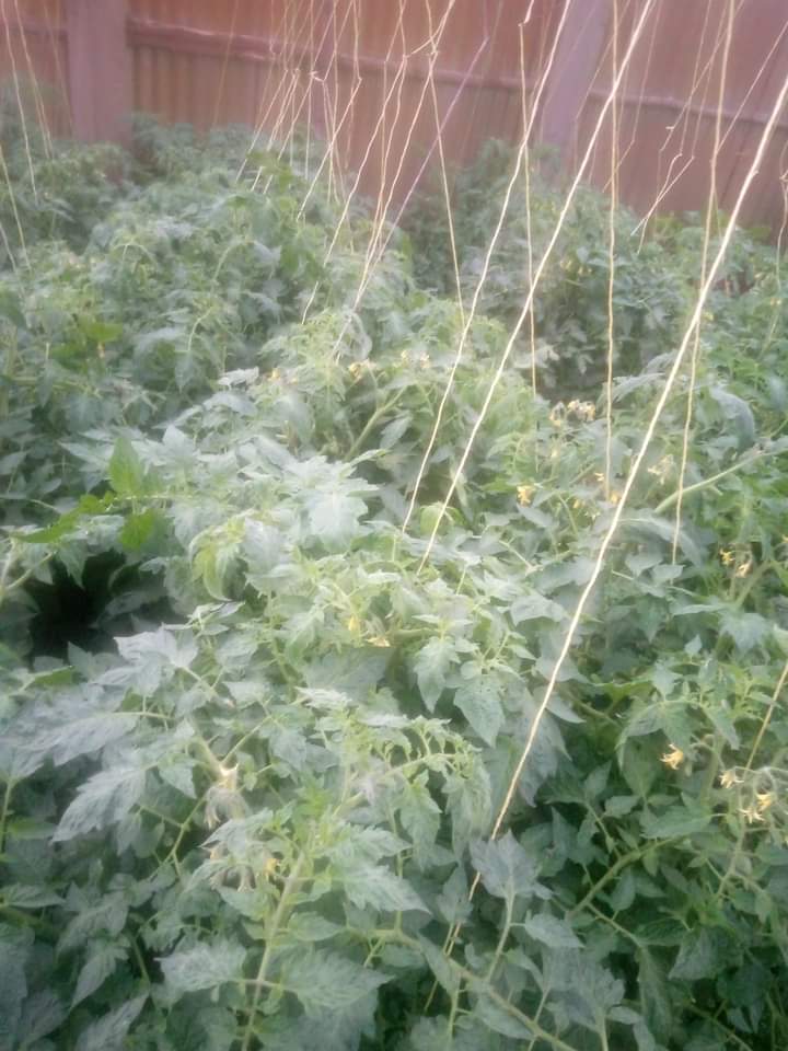 Tomato farming in kenya