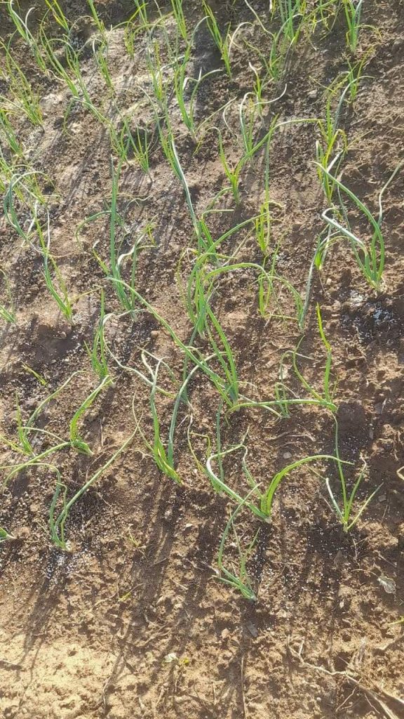 Onion farming in Kenya