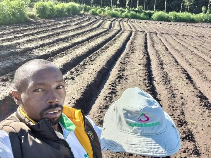 Onion farming in Kenya