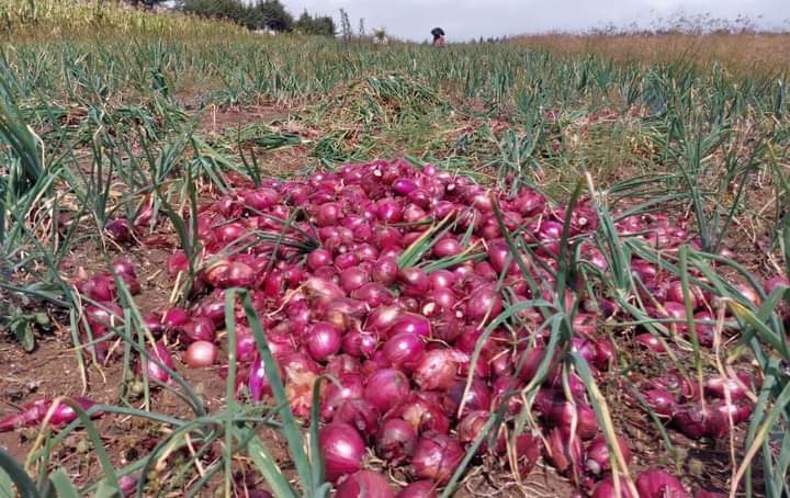 Onion farming in Kenya