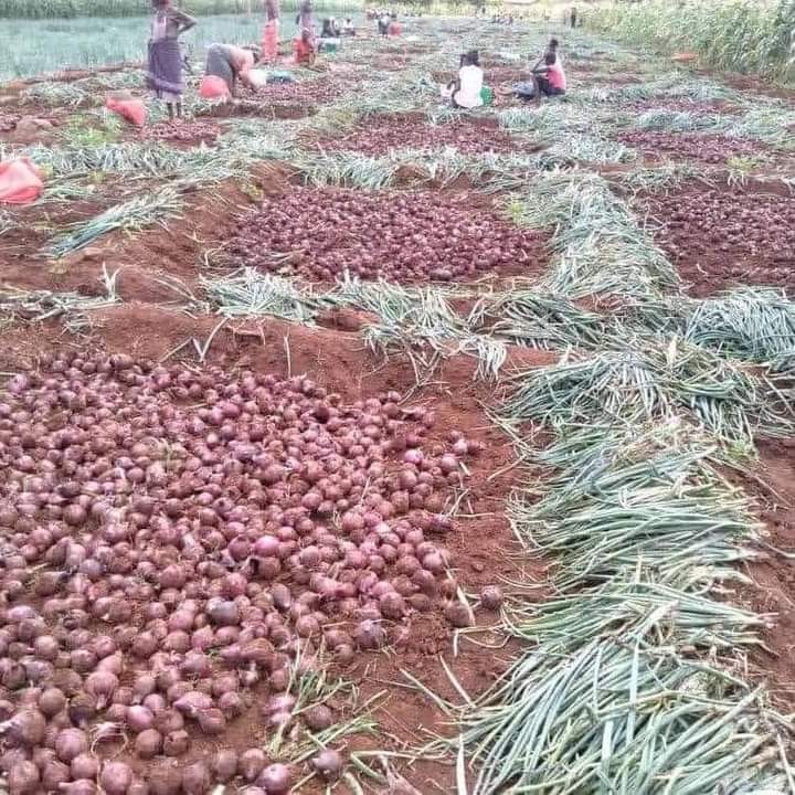 Onion farming in Kenya