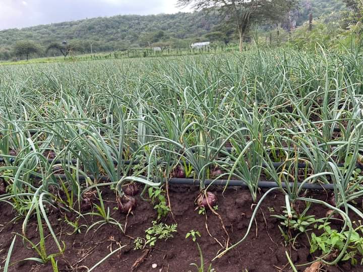 Modern Techniques for Onion Farming in Kenya