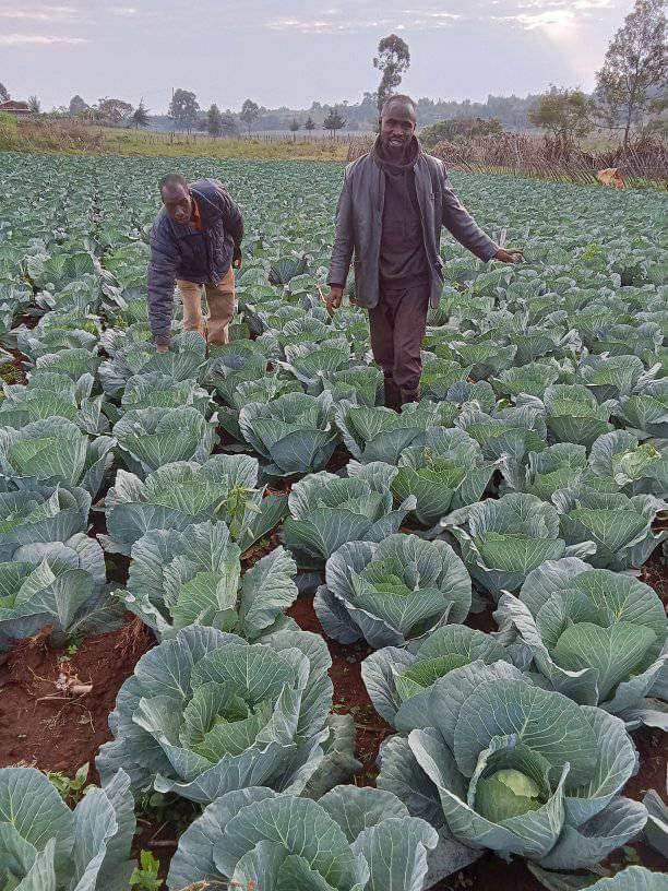 Cabbage Farming in Kenya