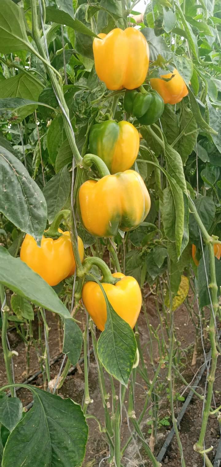 Capsicum Farming in Kenya