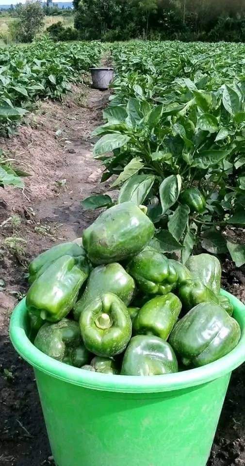 Capsicum Farming in Kenya