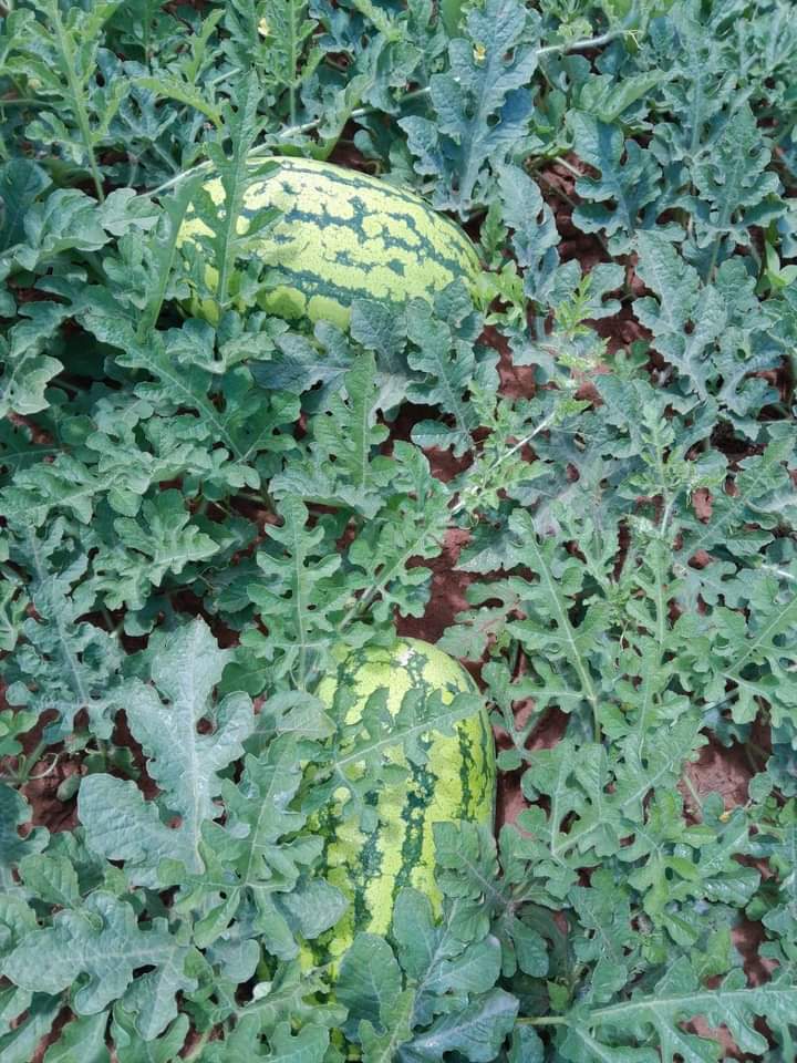 Watermelon Farming in Kenya