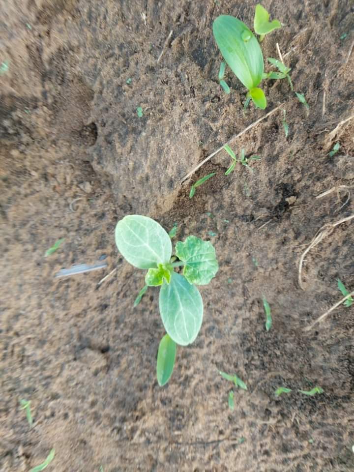 Watermelon Farming in Kenya