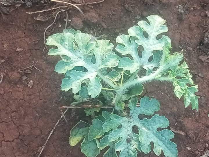 Watermelon Farming in Kenya