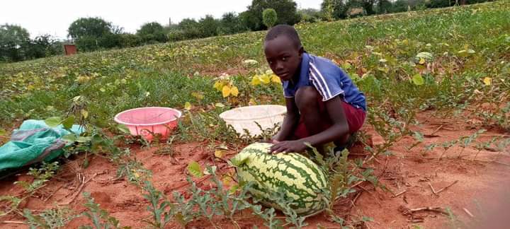 Watermelon Farming in Kenya